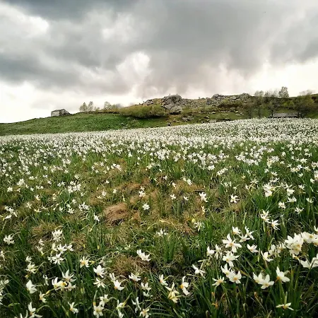 Pensionat Le Moie Borgiallo
