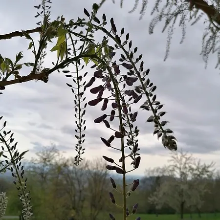Le Moie Gasthof Borgiallo